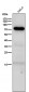 Anti-GAD67 GAD1 Rabbit Monoclonal Antibody